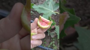 Инжир Далматский (поздний сбор)