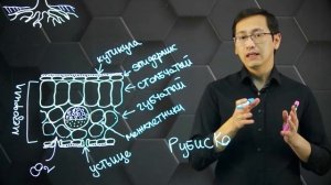 Анатомия листа С3 и С4 растений. 11 класс.
