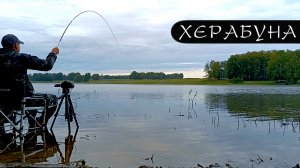 ОСЕНЬ.ЧЕСНОК И анис рулят! Поводок для «КОРЕИ»