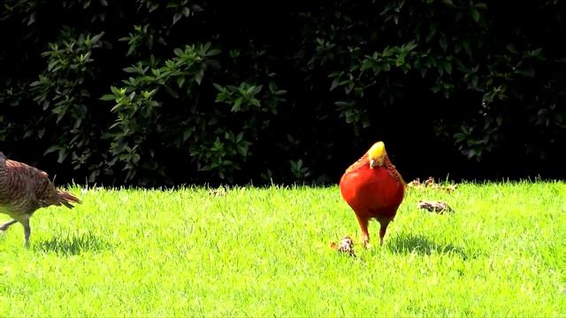 Италия: озеро Маджоре, остров Мадре смотреть онлайн