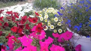 Каскадная и ампельная лобелия Полуампельная петуния Наш огородик и цветник в начале сентября