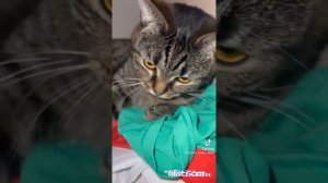 вайны: Джавид и кот.