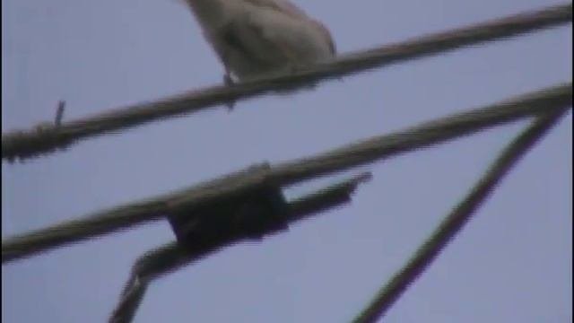 каприз природы воробей албинос