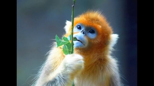 Золотистые курносые обезьяны (The golden snub-nosed monkey) смотреть онлайн
