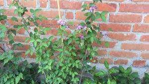 КЛЕМАТИСЫ В КОНТЕЙНЕРАХ  как правильно выращивать