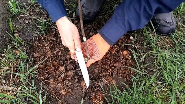 Обработка срезов после обрезки ореха и садовых деревьев
