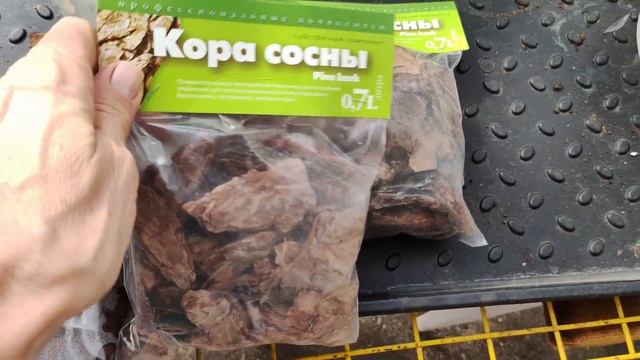 Грандиозная пересадка 6 взрослых Орхидей. Корни заросли мхом и проросли сквозь кашпо. Как омолодить