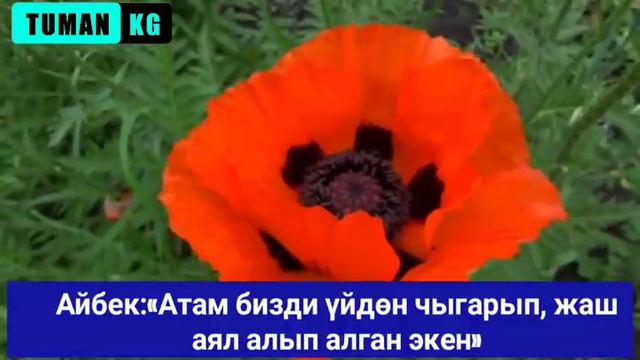 ПУСТОЙ ДОМДОГУ АКТРИСА;МАРАЛ КОЙЧУКАРАЕВА ЖАМАН ООРУДАН ТОЛУК АЙЫКТЫ 👇 смотреть онлайн