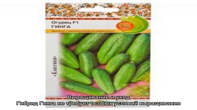 Гибридный огурец «Гинга f1» от немецких селекционеров смотреть онлайн