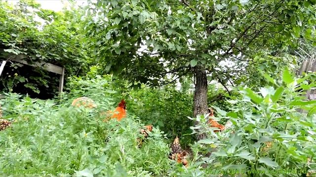 ПОЮТ ПАВЛОВСКИЕ ПЕТУХИ ROOSTERS SING Kukareko 21 06 2015 смотреть онлайн