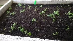 Маточный корень малины/ Всходы крапивки