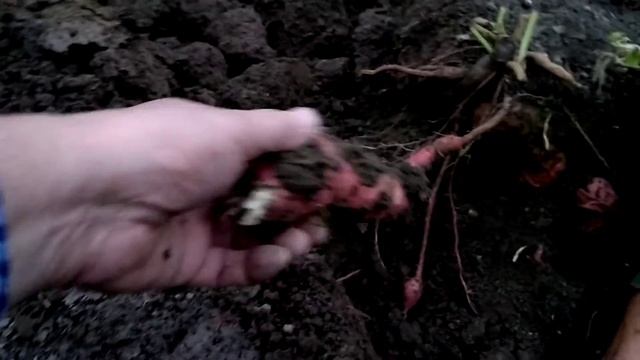 Батат сорт Победа 100.Урожай превзошёл все ожидания. смотреть онлайн