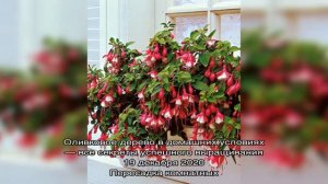 Почему не цветет фуксия — выясняем причину проблемы
