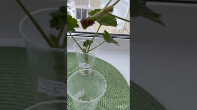 Укореняю черенки пеларгоний в воде🥰 #пеларгония #flowers #цветоводство смотреть онлайн