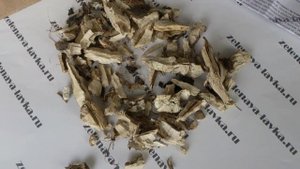 Подсолнечник корень