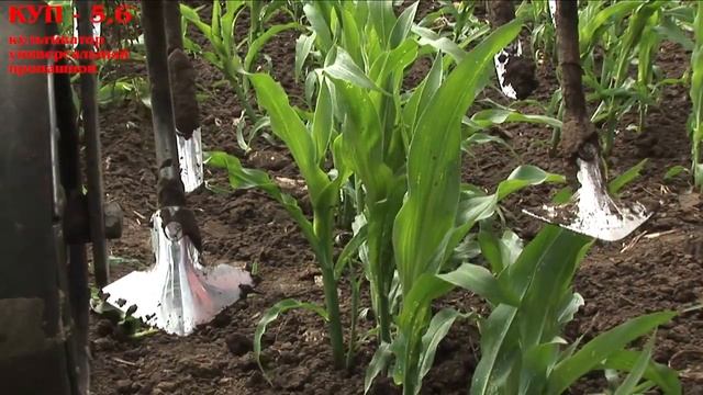 Культиватор универсальный пропашной КУП