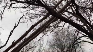 Ураган.Ростов-на-Дону во дворах падают деревья 28.03.2017