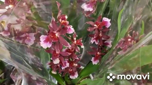 ?БОЛЬШОЙ ЗАВОЗ ОРХИДЕЙ?ЭПИЦЕНТР beautiful orchids