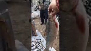 Муя. Бодайбо. Горная речка. Тайга. Рыбалка.