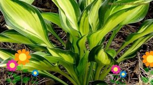 Хоста гибридная Лейксайд Литл Тафт. Краткий обзор, описание характеристик hosta Lakeside Little Tuf