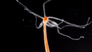 Тип Кишечнополостные