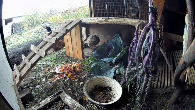 Голоса птиц. Крик фазана обыкновенного смотреть онлайн