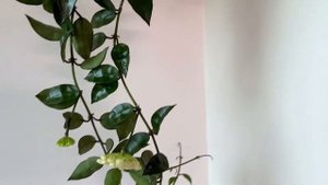 Хойя Лакуноза ! Цветение