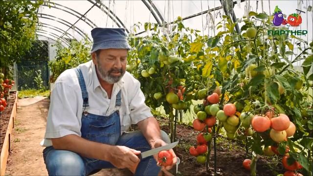 Томат Императорская Слабость F1 1 смотреть онлайн