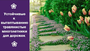 ❀ Устойчивые к вытаптыванию травянистые многолетники для дорожек