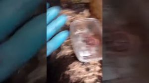 дендробена на конском навозе