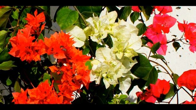 БУГЕНВИЛЛИИ В СИБИРИ смотреть онлайн