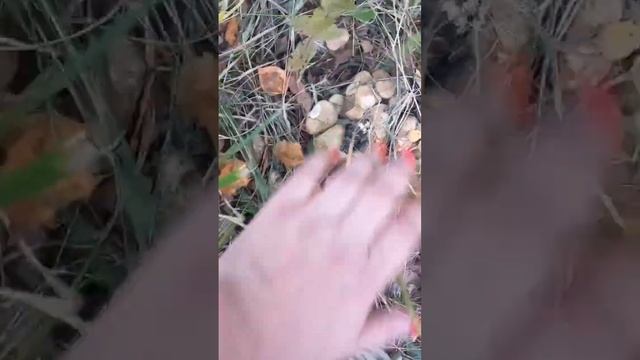 подскажите грибы съедобные или нет? #грибалка #тихаяохота #грибы гриб смотреть онлайн