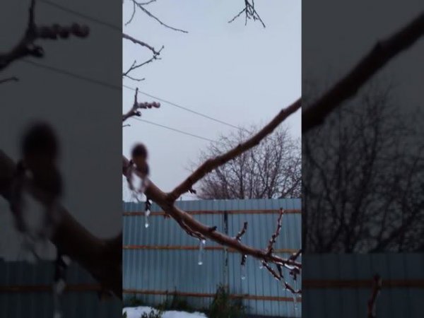 "Стеклянные" Деревья