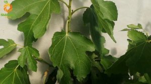 Инжир сорт Крымский чёрный. Fig Moisson