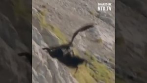 Самые лучшие охоты орла