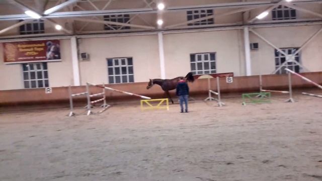 РКПХ ГРАБОВСКИХ. Жеребец ОЛИМПИЙСКИЙ РЕКОРД РОССИИ. ...Первые прыжки на свободе.. смотреть онлайн