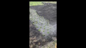 Устройство газона из мшанки (часть 2) / Газон, который не нужно косить