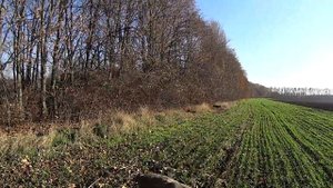 Охота на лису 2020 с гончей и курцхааром