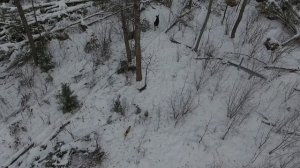 охота с лайкой на лося с квадрокоптера 3