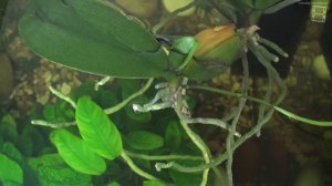 РАЗМНОЖЕНИЕ ОРХИДЕЙ ФАЛЕНОПСИС ФИНАЛ. ОТДЕЛЕНИЕ И ПОСАДКА ДЕТКИ ОРХИДЕИ. ЭКЗОТИКА НА ПОДОКОННИКЕ