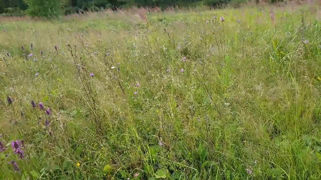 И всё-таки о травах, их добре и пользе смотреть онлайн