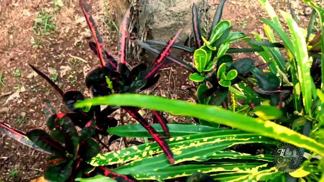 #crotonplants#gardenvideo#verietiesofocrotonplants#outdoorplants GARDEN VIDEO/CROTON PLANTS смотреть онлайн
