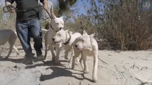 ГИЕНА против АРГЕНТИНСКОГО ! ДОГА КТО СИЛЬНЕЕ ?