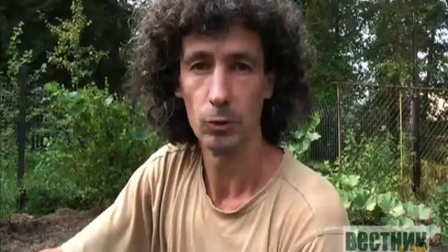 выращивание огурцов без химии