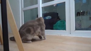 Кот ловит муху