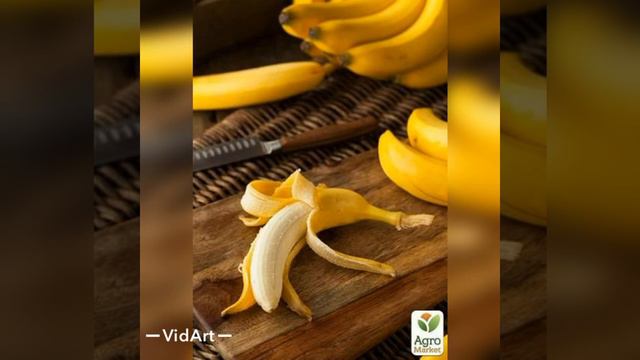 Гул шайдоларининг банан🍌 ту́грисида билган ва билмаган маьлумотлари смотреть онлайн