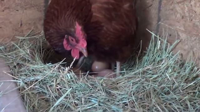 Красная курица откладывает яйцо в гнездо смотреть онлайн