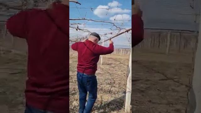 буридани дарахти ангур