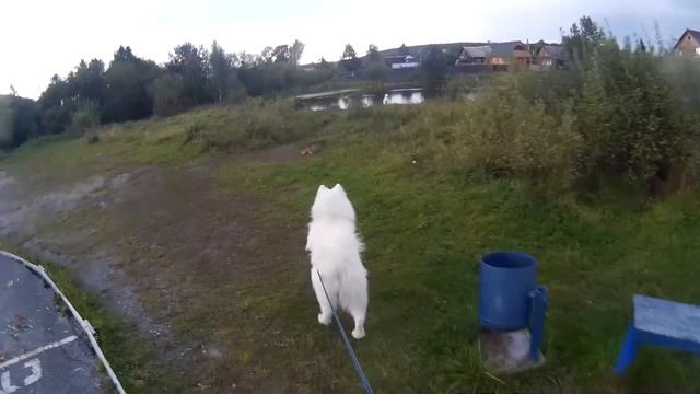 самоед Мел и Хаски Швепс смотреть онлайн