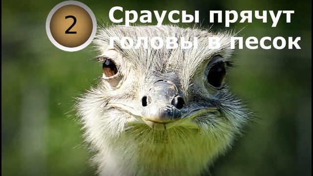 Викторина. ПРАВДА или ЛОЖЬ. УГАДАЕШЬ?